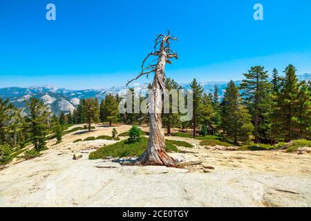 Sommet des arbres du Sentinel Dome dans le parc national de Yosemite. El Capitan et Half Dome. Vacances d'été en Californie, États-Unis. El Capitan et Banque D'Images