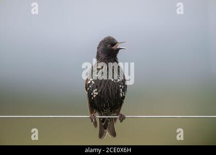 Starling perché sur un fil Banque D'Images