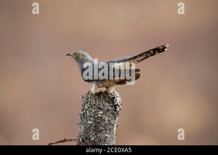 Cuckoo perchée sur une souche couverte de lichen, en gros plan, en Écosse, au printemps Banque D'Images