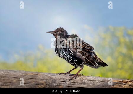 Starling perché sur un tronc d'arbre Banque D'Images