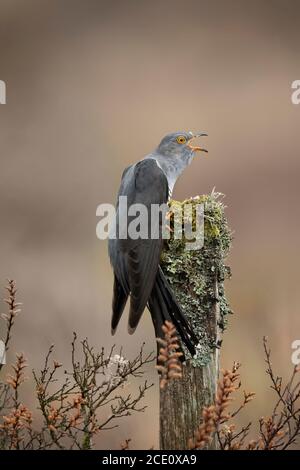 Cuckoo perchée sur une souche couverte de lichen, en gros plan, en Écosse, au printemps Banque D'Images