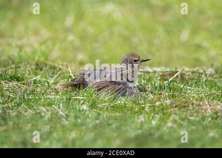 Jeune Starling reposant sur l'herbe Banque D'Images