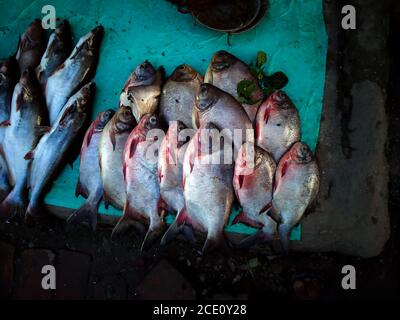 Fisah en vente disponible sur le marché aux poissons Banque D'Images