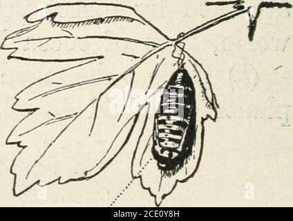 . Un compagnon des lecteurs tropicaux de Blackie, les livres I et II : contenant des suggestions d'expériences et de travaux pratiques . OEUFS (OVULES) CHRYSALIS (PUPA) Banque D'Images