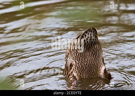 Canard colvert mâle (Anas platyrhynchos) dans le plumage eclipse, plongée pour la nourriture dans le ruisseau de la vallée de Hoe, Woking Banque D'Images