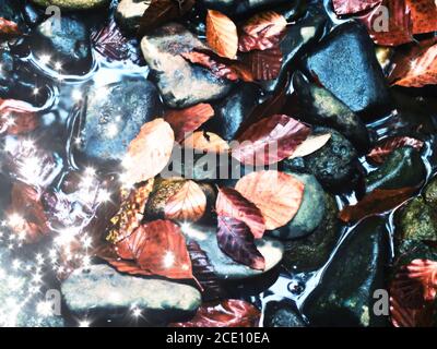 Effet de film. Feuilles de hêtre et pierres tombées dans l'eau de la rivière de montagne. Couleurs d'automne. Symbole de la saison d'automne. Orange rotten le Banque D'Images