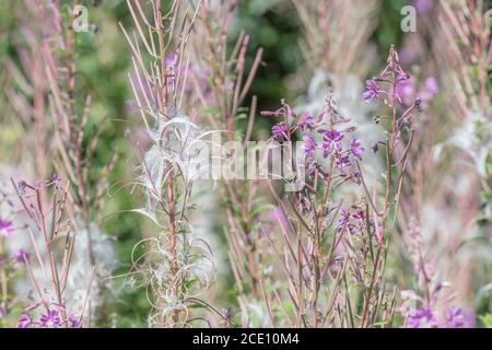 Graines déhiscentes, graines de Rosebay Willowherb / Epilobium angustifolium. Une mauvaise herbe envahissante au Royaume-Uni, les graines transportées par le vent. Banque D'Images