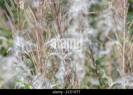 Graines déhiscentes, graines de Rosebay Willowherb / Epilobium angustifolium. Une mauvaise herbe envahissante au Royaume-Uni, les graines transportées par le vent. Banque D'Images