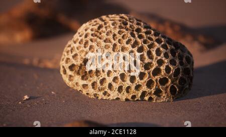 vieux corail sur la plage de sable Banque D'Images