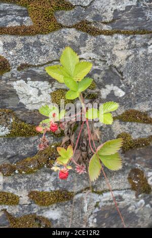 Macro gros plan des petits fruits sauvages de la fraise et de la Fragaria en début de développement en août sous le soleil. Un vrai régal de nourriture sauvage hedgerow / campagne ! Banque D'Images