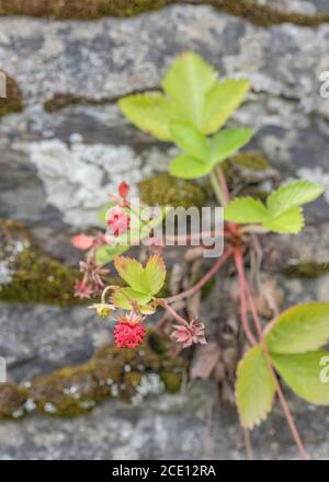 Macro gros plan des petits fruits sauvages de la fraise et de la Fragaria en début de développement en août sous le soleil. Un vrai régal de nourriture sauvage hedgerow / campagne ! Banque D'Images