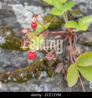 Macro gros plan des petits fruits sauvages de la fraise et de la Fragaria en début de développement en août sous le soleil. Un vrai régal de nourriture sauvage hedgerow / campagne ! Banque D'Images