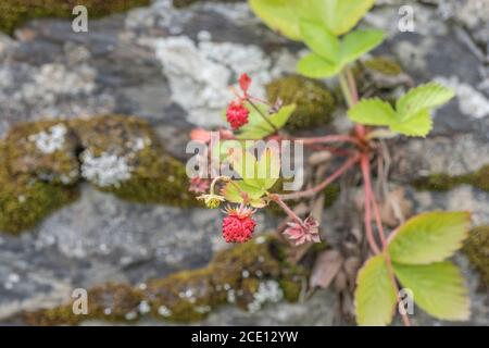 Macro gros plan des petits fruits sauvages de la fraise et de la Fragaria en début de développement en août sous le soleil. Un vrai régal de nourriture sauvage hedgerow / campagne ! Banque D'Images