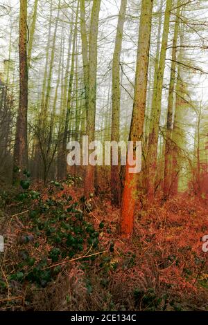 Pins boisés dans une zone de bois à Oxfordshire, Royaume-Uni Banque D'Images