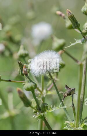 Têtes de fleurs de semis de Prickly SOW-Thistle / Sonchus asper dans le champ ensoleillé de hedgerow. Membre d'Asteraceae. Mauvaise herbe du Royaume-Uni. Banque D'Images