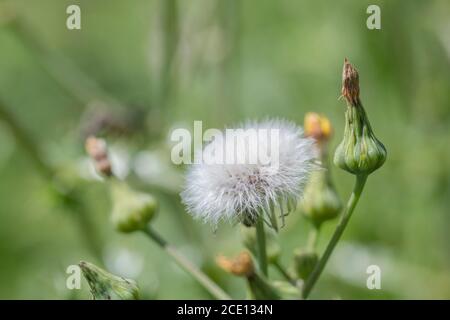 Têtes de fleurs de semis de Prickly SOW-Thistle / Sonchus asper dans le champ ensoleillé de hedgerow. Membre d'Asteraceae. Mauvaise herbe du Royaume-Uni. Banque D'Images