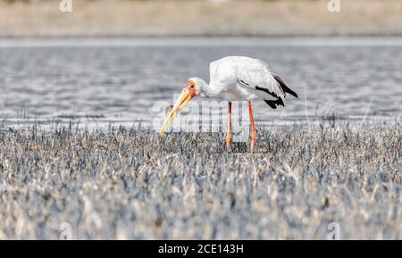 Yellow-billed stork, la faune de l'Afrique Botswana Banque D'Images