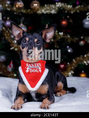 Chien préféré du Père Noël miniature Pinscher Terrier couché sous l'arbre de Noël. Banque D'Images