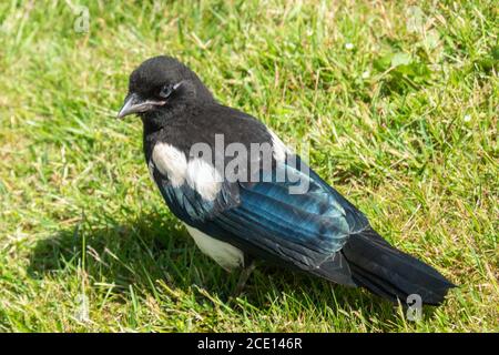 Magpie juvénile Banque D'Images