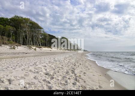 Mer Baltique Forêt Darss Plage occidentale 1 Banque D'Images