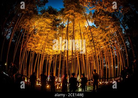 Petit diamètre lumineux de la bosquet de bambou (petit bureau forêt de château de citoyen) Banque D'Images