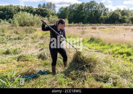 Femme rassant l'herbe et les mauvaises herbes après sa coupe sur un jardin surcultivé, Kilwinning, Ayrshire, Écosse, Royaume-Uni Banque D'Images