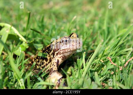 Grenouille européenne assise sur l'herbe verte dans le jardin Banque D'Images