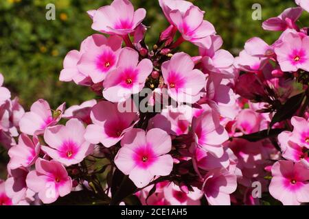 Une des plantes les plus parfumées du jardin. Phlox (Phlox paniculata). Banque D'Images