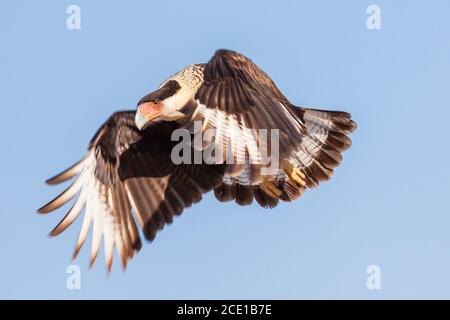 Caracara à crête, Caracara cheriway (nom ancien - polyborus plancus) au ranch Javelina-Martin et refuge près de McAllen, Texas. Banque D'Images