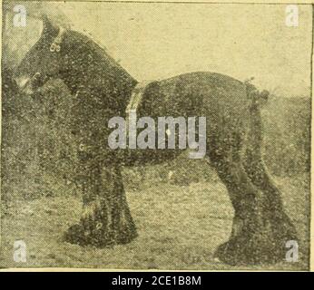 . Farmer et stockreeder . témoignages, Waine, Castle Garth, Kendal. Sevenoaks, F T Walker, ferme de Dryhill, Sunclridge. - Pedigree Dairy Shorthorn boules pour balle; aussi quelques niceYoung bas-vêlage non-pedigree Cowa. Plusieurs bonnes taureaux et veaux de vache, par des terres généalogiques et les meilleures vaches laitières; plus de 400 témoignages non sollicités reçus au cours des 5 dernières années.—Tillet, Shepton Mallet. Belle vache de race croisée de Jersey-Shorthorn, à échéance le 1er juillet; grande vache de beurre; la plus appropriée pour le privatefamily; 3ème veau; sur approbation—A. C, Office of F. & S. Ayrshire, Kerry et Cross-breed Cows and Heifers, fraîchement vêlé, à vendre à Banque D'Images