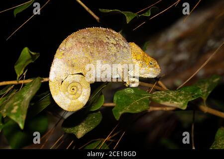 Un caméléon sur une branche avec des feuilles vertes Banque D'Images