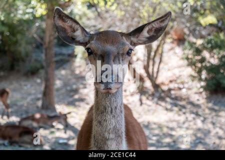 Cerf de Virginie, Cervus elaphus, dans la montagne de la forêt de Parnitha, en Grèce. Jeune femme sauvage mammifère regardant l'appareil photo. Arrière-plan nature flou, gros plan. Banque D'Images