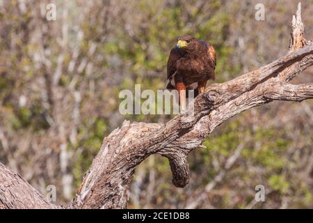 Harris's Hawk ou Harris Hawk, Parabuteo unicinctus, au ranch Javelina-Martin et refuge près de McAllen, Texas, dans la vallée du Rio Grande. Banque D'Images