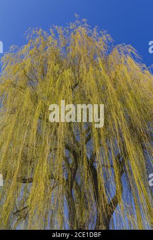 La couronne d'un saule pleurant puissant au printemps avec feuilles jaune clair Banque D'Images