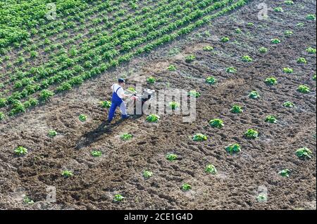 Débarquements agricoles, un agriculteur travaillant dans un champ, région de Kaliningrad, Russie, 17 juin 2020 Banque D'Images