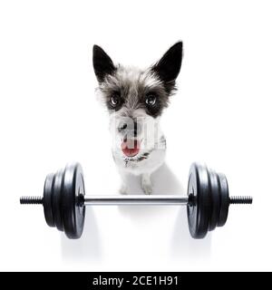 Personal trainer dog Banque D'Images