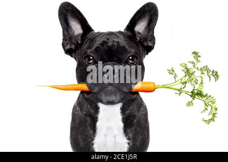 alimentation saine chien Banque D'Images