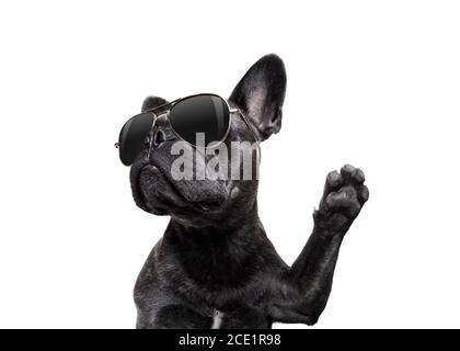 chien de pose avec lunettes de soleil de hauteur cinq Banque D'Images