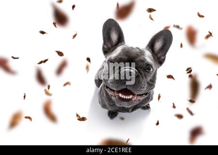 chien et propriétaire avec laisse à l'automne Banque D'Images