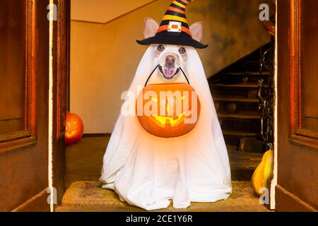 halloween ghost dog trick or treat Banque D'Images