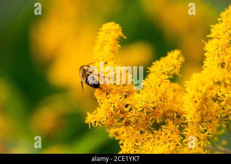 L'abeille ouvrière recueille le nectar d'une fleur sauvage de Goldenrod. Abeille sur la fleur jaune en arrière-plan flou. Floraison tardive. Solidago Gigantea, Banque D'Images