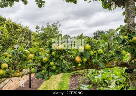 Pomme espalier « Roi des Pippins ». Banque D'Images