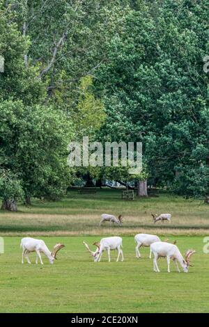 Cerfs du célèbre troupeau de cerfs de Virginie dans le parc de cerfs de Houghton Hall, Norfolk. Banque D'Images