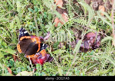 Papillon amiral rouge, Vanessa atalanta, se nourrissant sur une prunte ventrale pourrie, Prunus domestica 'Burbank géant prune'. Banque D'Images