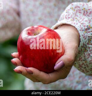 Belle pomme rouge dans la main femelle Banque D'Images