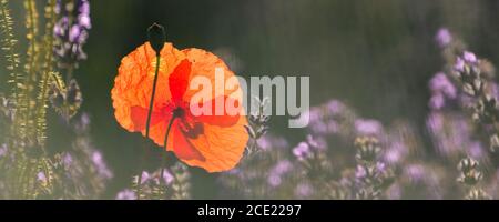 Un coquelicot dans un champ de lavande en Provence, paysage coloré au printemps Banque D'Images