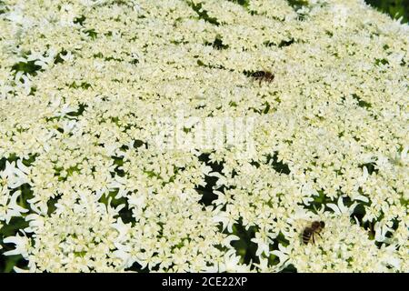 Fleurs d'un Hogweed géant, nom scientifique Heracleum mantegazzianum Banque D'Images