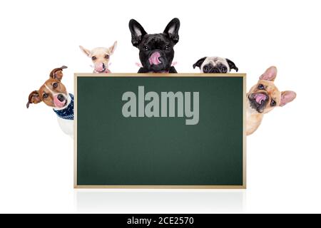 grand groupe de chiens affamés Banque D'Images