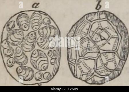 . Les éléments de Materia medica et thérapeutique (Volume 2) . Solanum tuberosum. Figure 200.. Cellules des pommes de terre. a. La cellule avant ébullition contient les particules d'amidon. b. Cellule d'une pomme de terre méalée après ébullition. Figure 201. Banque D'Images