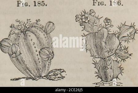 . Les éléments de materia medica et thérapeutique (Volume 2) . ed,évaporant la moitié et ajoutant la quantité requise de sucre. L'extrait fluide a été fait en traitant successivement avec de l'alcool et de l'eau et en amenant à la consistance appropriée.—J. C] ORDRE XXVIIL—EUPHORBIACE^E, JUSS.—LA TRIBU EUPHORB1UM. Caractère essentiel.—fleurs monoïques ou dioïques. Calice monosépale; les segmentsdefinis, parfois aucun, très souvent augmenté à l'intérieur par divers squamiformes ou glandularappages. STAMENS indéfini, ou généralement défini, distinct, [ou monadelphous]; quelque temps inséré dans le c Banque D'Images